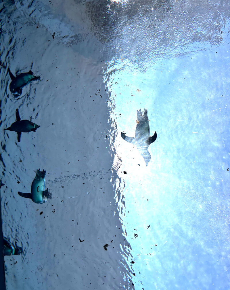 下からみたペンギン