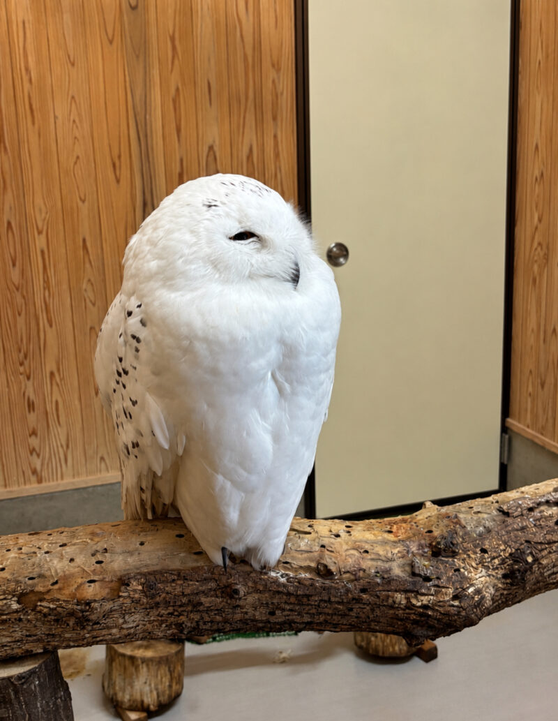 目を細めているフクロウ