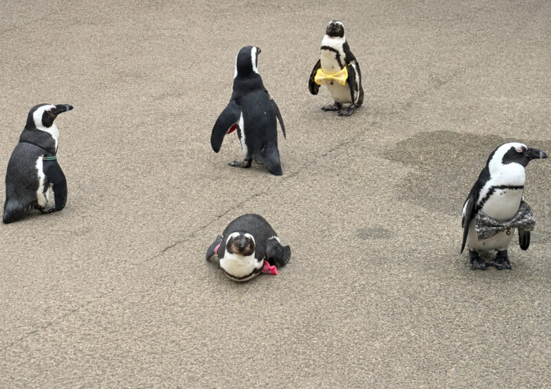 ペンギンたち