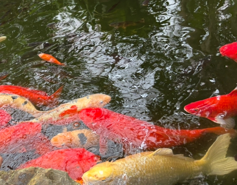 池の鯉