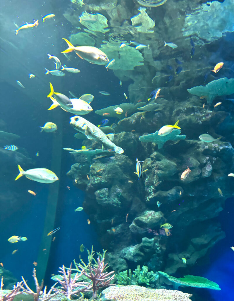 魚たち
